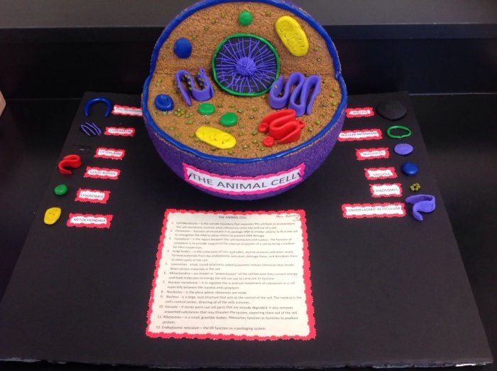 3d cell project model